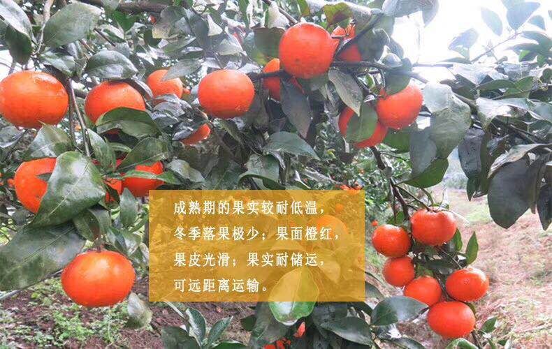 種植基地圖片/種植基地樣板圖 (2)