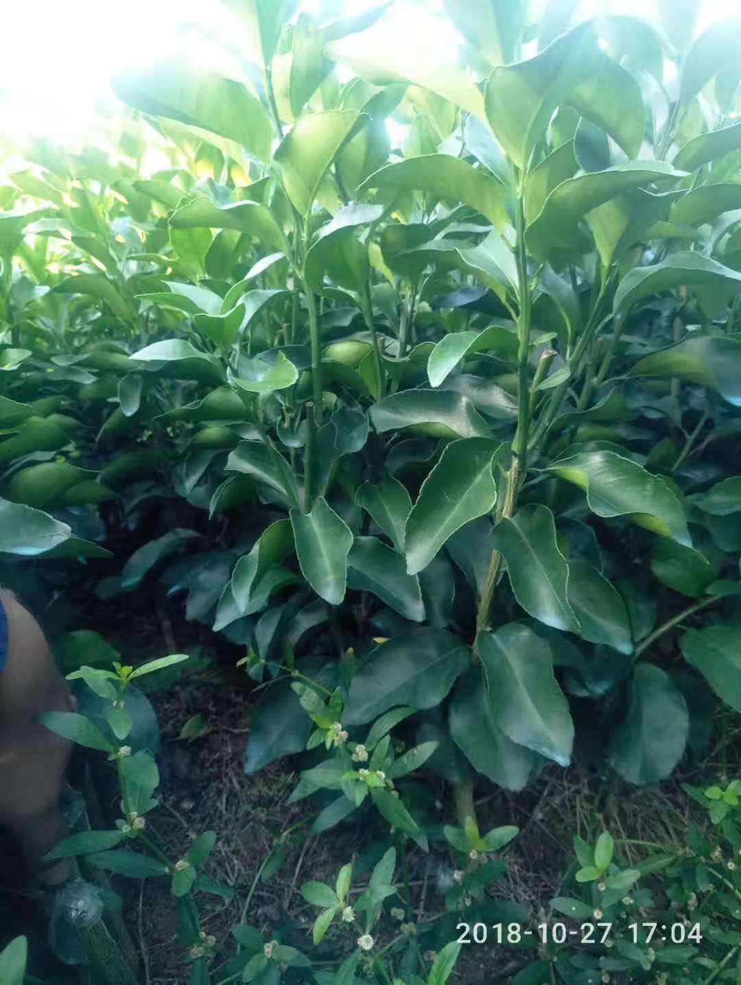 廣西砂糖桔苗種植基地-優(yōu)質(zhì)供應(yīng)商種植批發(fā)電話