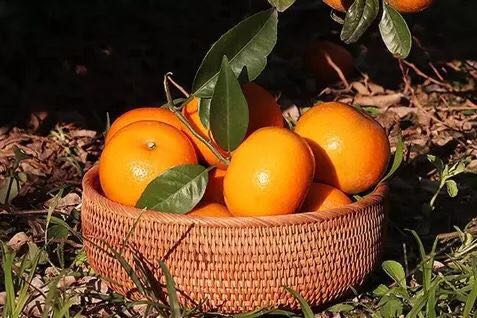 種植基地圖片/種植基地樣板圖 (3)