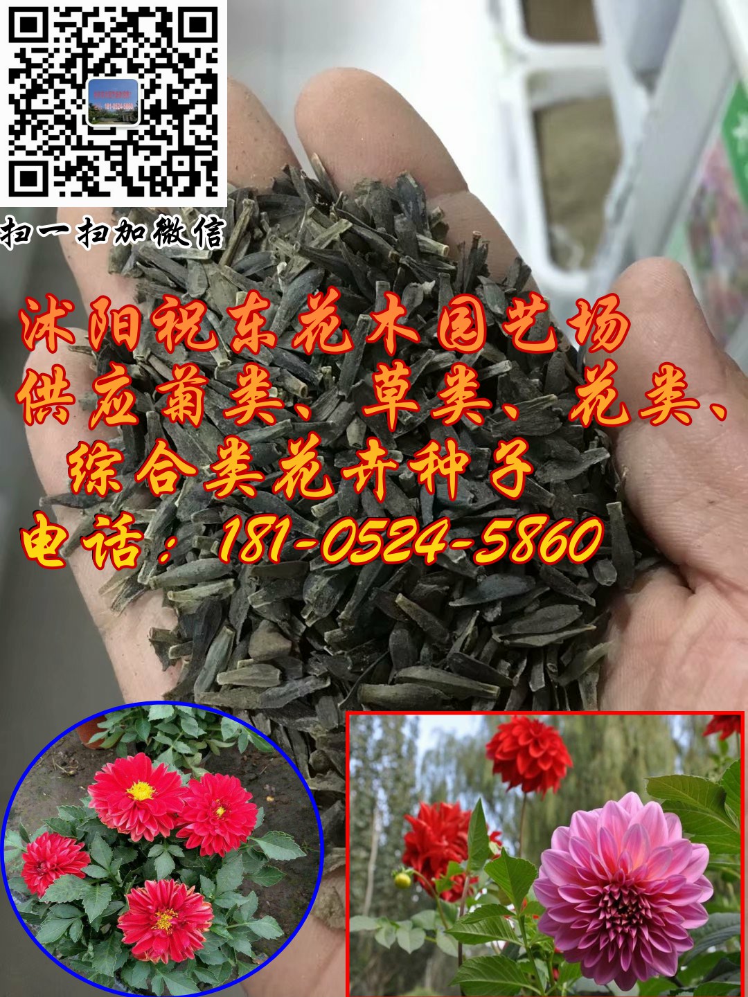 大丽花、大理花、天竺牡丹、东洋菊图片