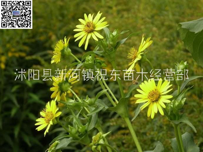 串葉松香草、串葉草、蘇丹草圖片/串葉松香草、串葉草、蘇丹草樣板圖 (2)