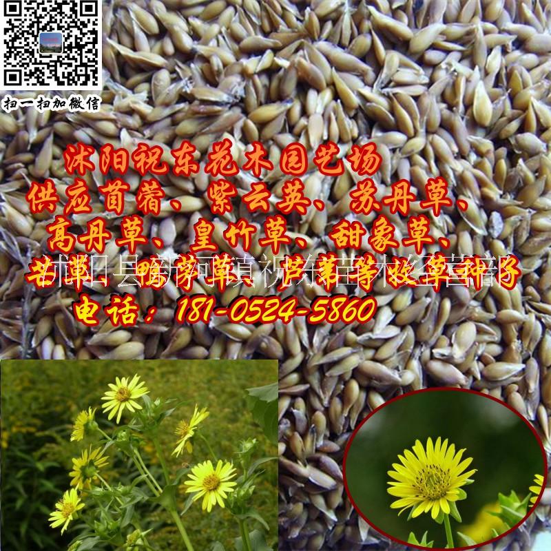 供應(yīng)批發(fā)多年生草本植物串葉松香草、串葉草、蘇丹草、芒草牧草種子