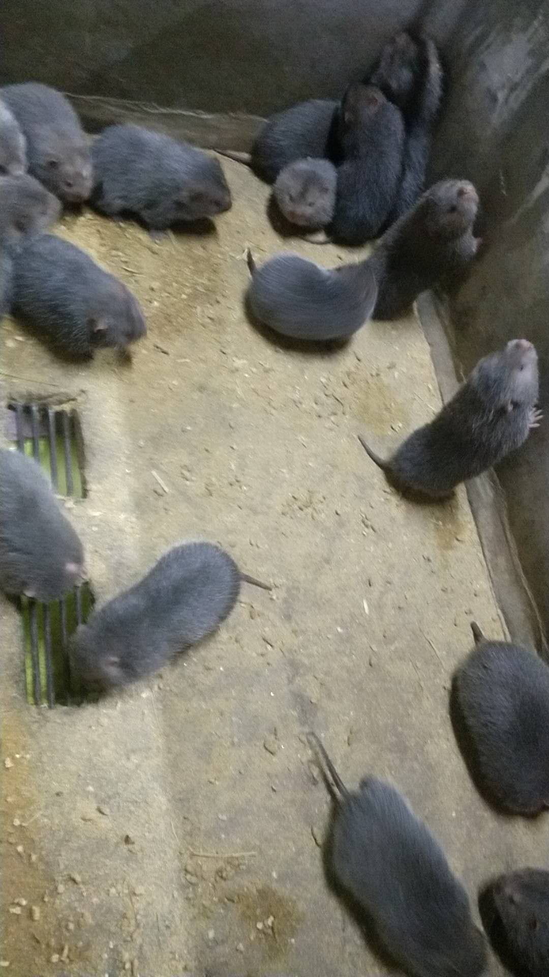 佛山順德竹鼠養(yǎng)殖場圖片/佛山順德竹鼠養(yǎng)殖場樣板圖 (4)