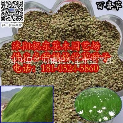 金冕草、山雀稗、百喜草、巴哈雀麥圖片