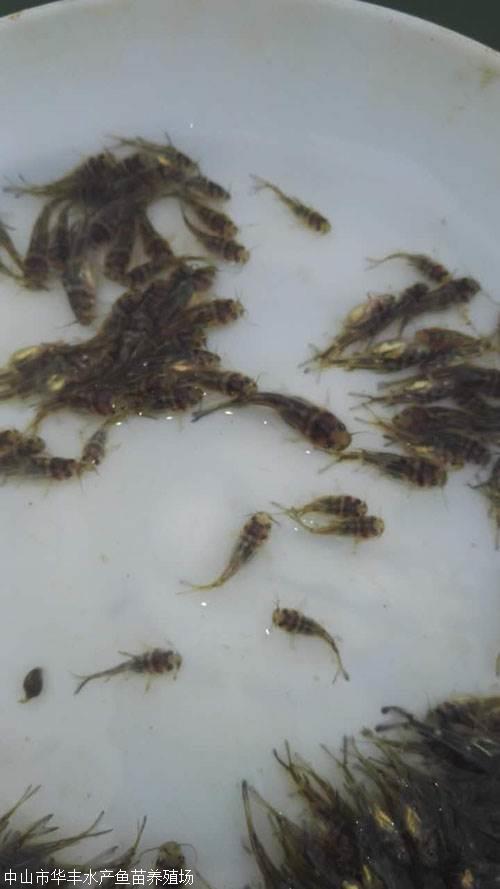 黃骨魚圖片/黃骨魚樣板圖 (3)