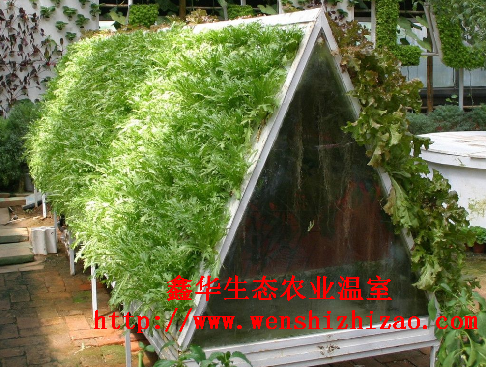 水培圖片/水培樣板圖 (1)