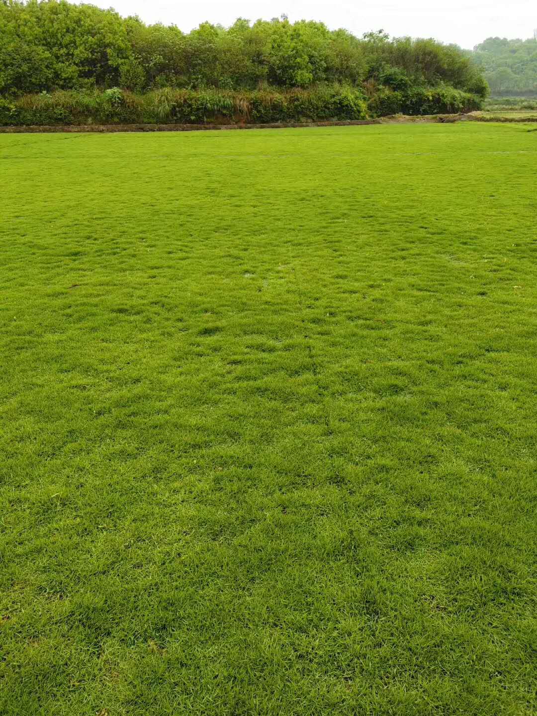 草皮圖片/草皮樣板圖 (1)