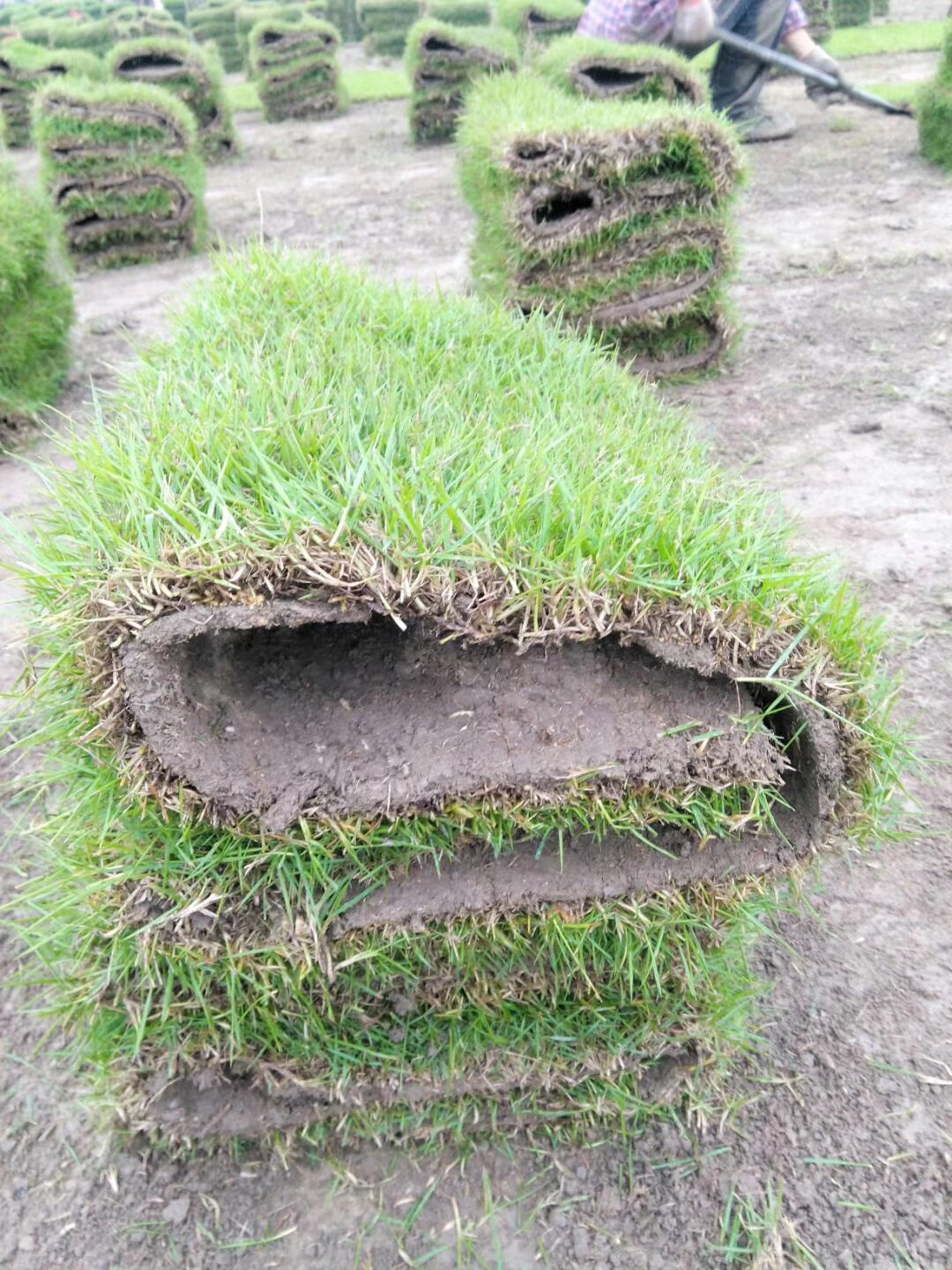 湖南马尼拉草皮基地 [绿源草皮苗木杨梅树柚子树基地]