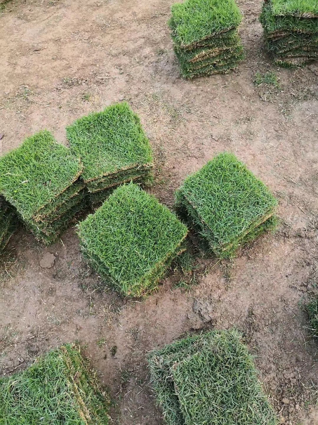 馬尼拉圖片/馬尼拉樣板圖 (2)