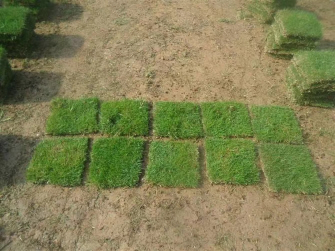 馬尼拉圖片/馬尼拉樣板圖 (3)