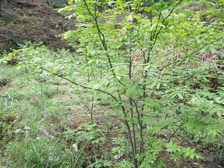 青錢柳苗圖片/青錢柳苗樣板圖 (4)