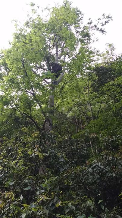 青錢柳種植苗圖片/青錢柳種植苗樣板圖 (4)