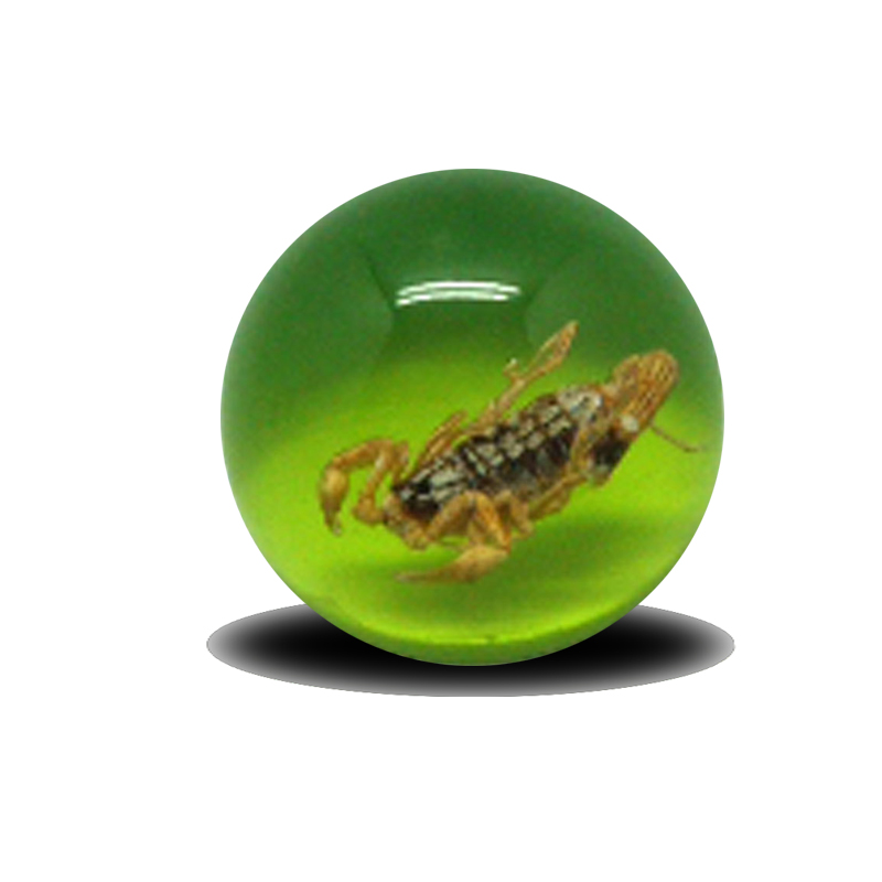 昆蟲標(biāo)本圖片/昆蟲標(biāo)本樣板圖 (4)