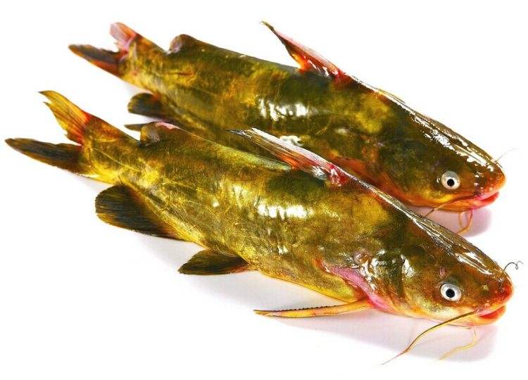 生鮮配送圖片/生鮮配送樣板圖 (2)