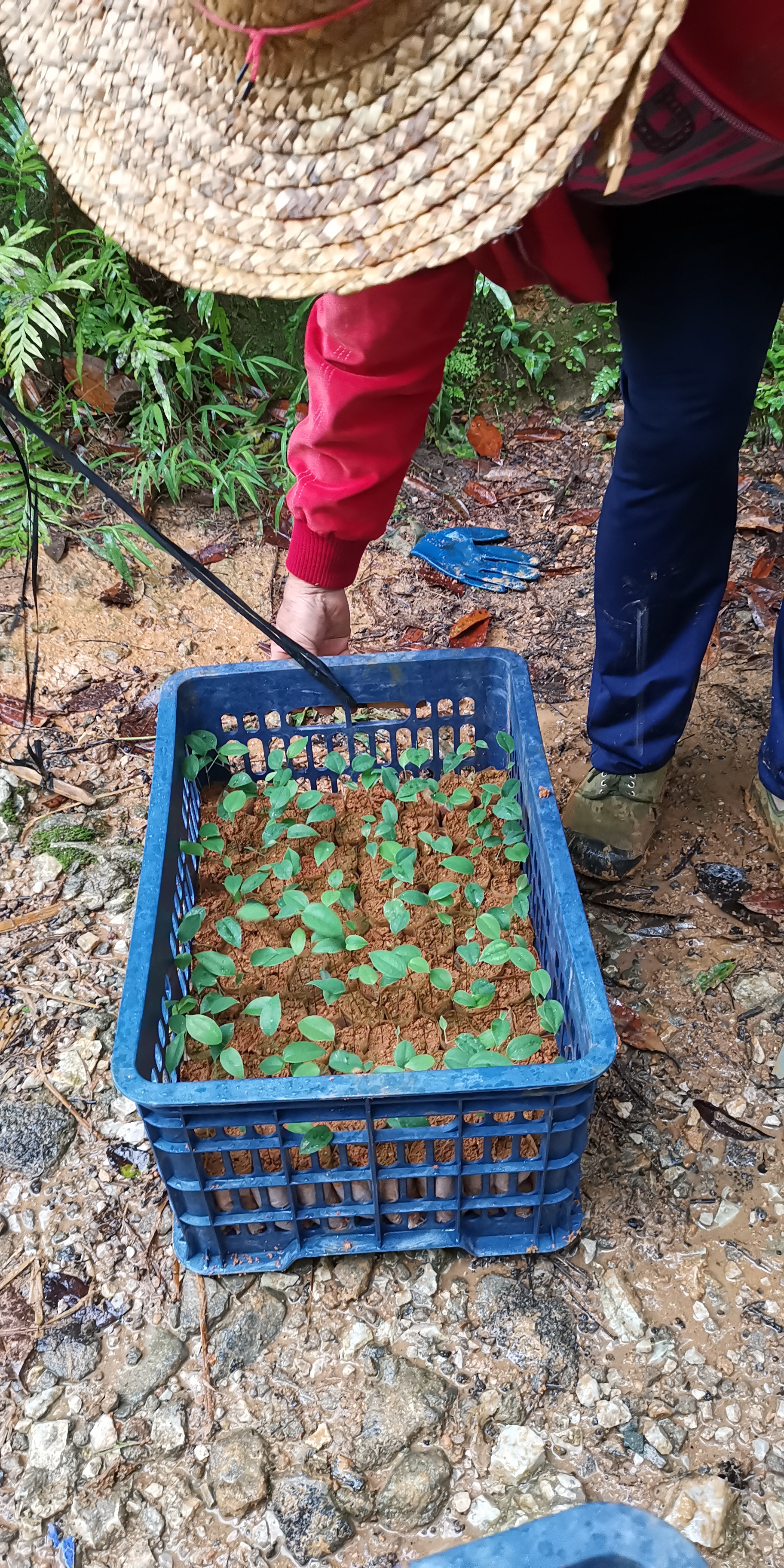 茯苓圖片/茯苓樣板圖 (3)