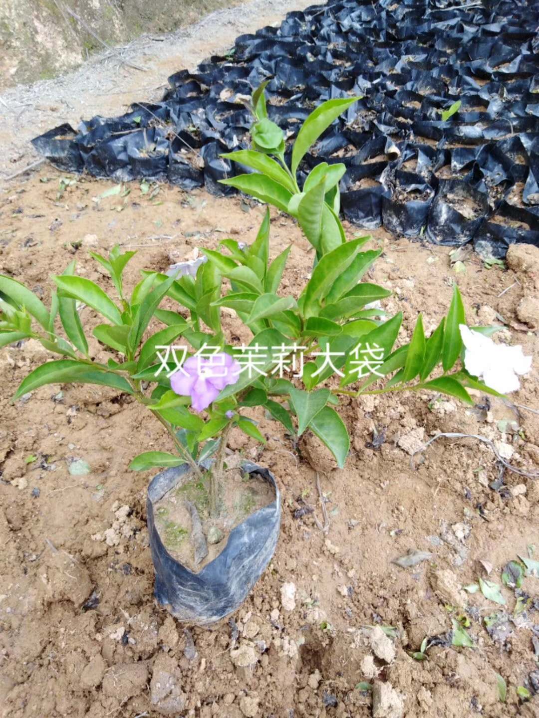 双色茉莉大袋厂家-价格-批发  双色茉莉大袋