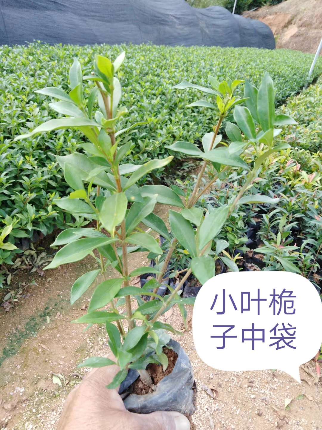 小葉梔子中袋圖片/小葉梔子中袋樣板圖 (1)