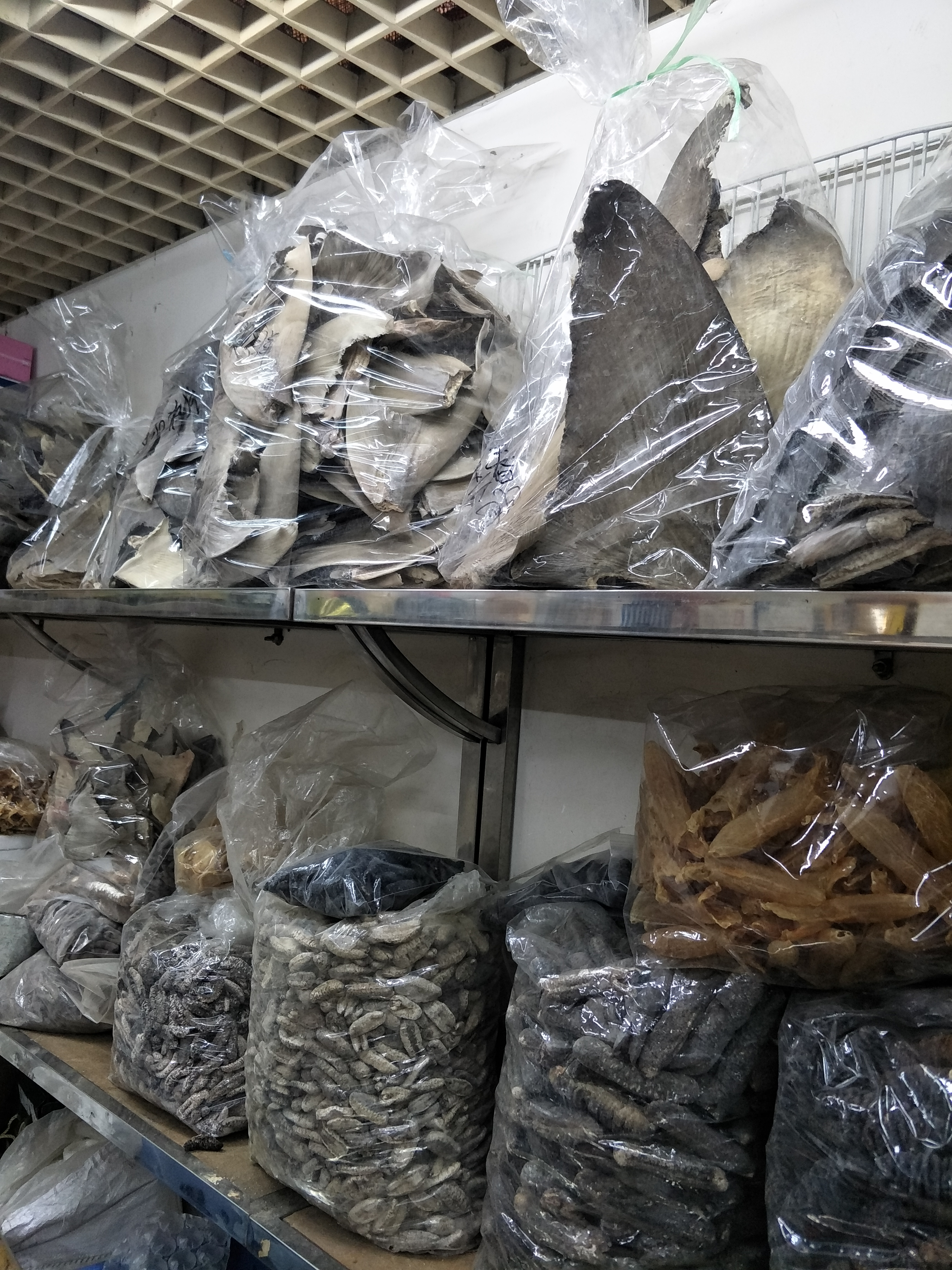 海參進(jìn)口運(yùn)輸及清關(guān)圖片