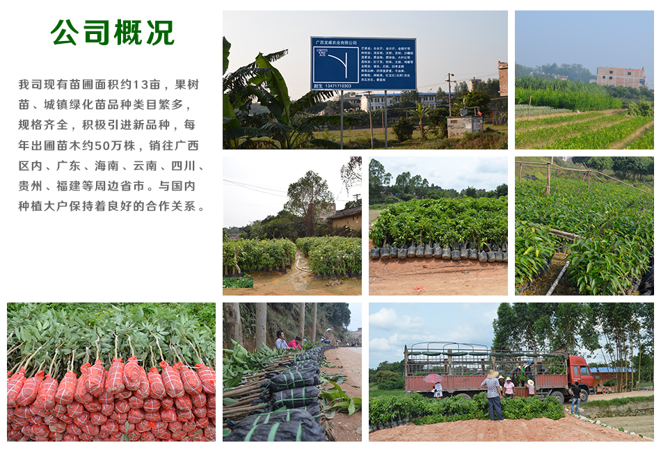 出售紅肉火龍果苗_白肉火龍果苗_黃皮/燕窩火龍果苗_果苗/苗木/果樹(shù)苗_火龍果苗A444特級(jí)苗