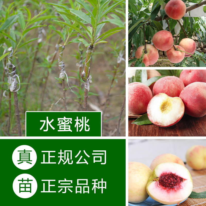 桃苗A597特級苗圖片