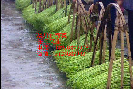 菜苗圖片/菜苗樣板圖 (1)