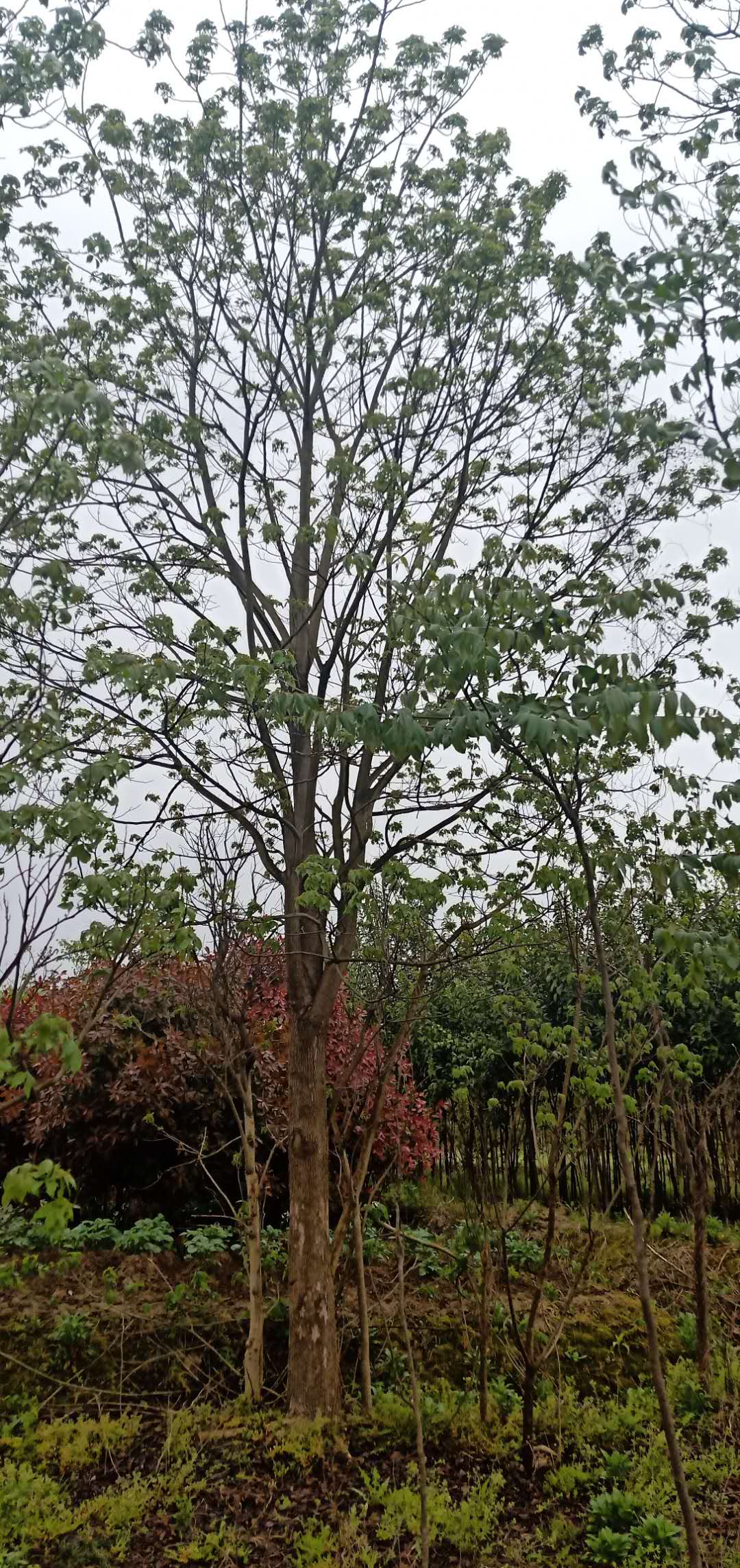 江西重阳木苗种植基地,重阳木种植基地，大量批发重阳木现货，重阳木2至25公分图片