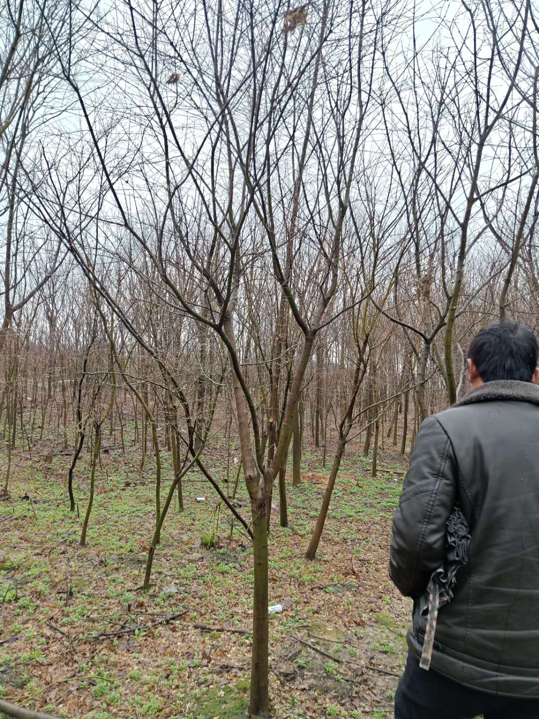 九江市鸡爪槭苗厂家鸡爪槭苗种植技术-鸡爪槭苗批发商-鸡爪槭苗种子