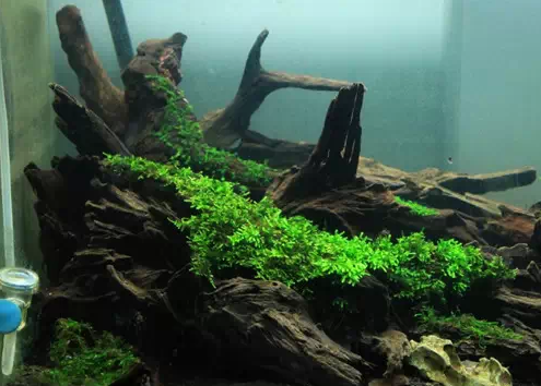 番禺區(qū)圖片/番禺區(qū)樣板圖 (2)