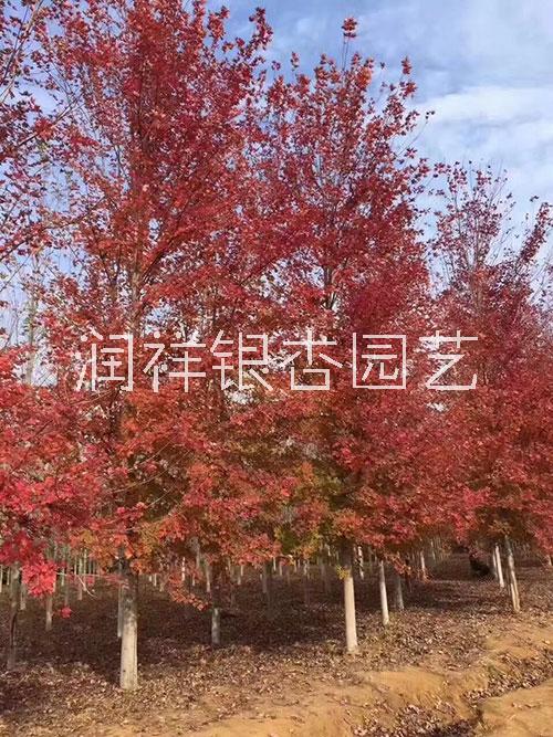 1-18公分美國紅楓圖片/1-18公分美國紅楓樣板圖 (2)