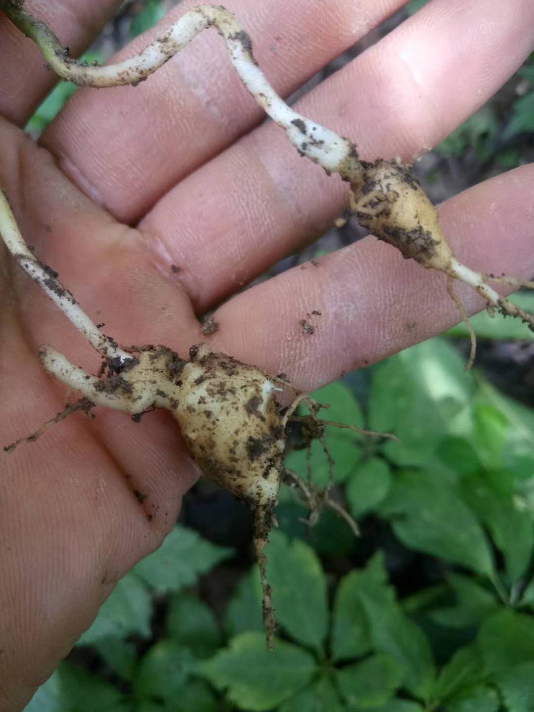 竹節(jié)參白三七黑三七竹節(jié)三七價(jià)格功效