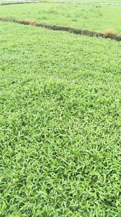 廣西大油葉草圖片/廣西大油葉草樣板圖 (2)