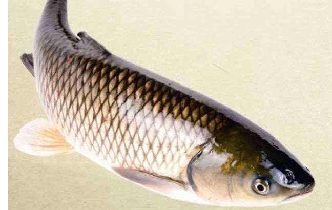 生鮮配送草魚圖片