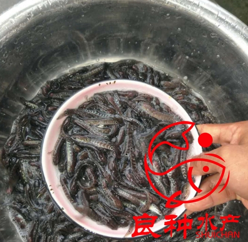 黑魚苗圖片/黑魚苗樣板圖 (2)