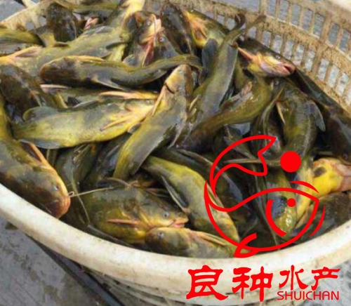 廣州黃骨魚苗優(yōu)質(zhì)供應(yīng)商圖片