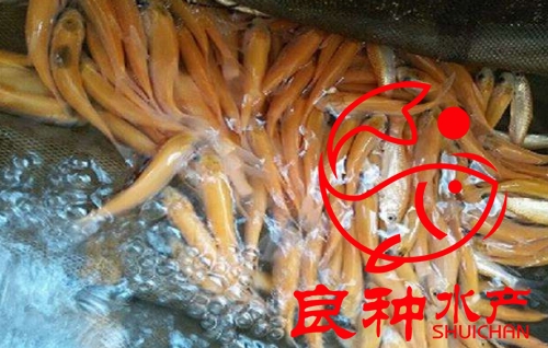 草魚苗圖片/草魚苗樣板圖 (1)