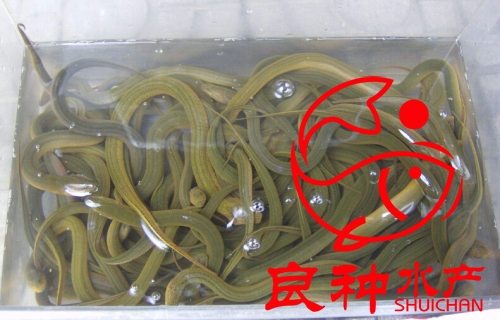 黃鱔魚苗圖片