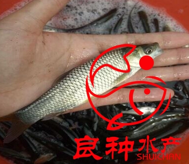 草魚苗圖片/草魚苗樣板圖 (1)