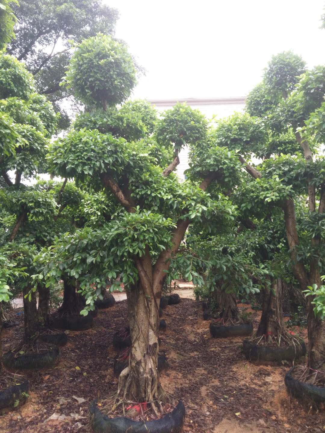 造型榕圖片/造型榕樣板圖 (1)