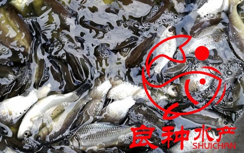 鯽魚苗圖片/鯽魚苗樣板圖 (1)