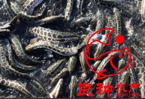 黑魚苗養(yǎng)殖圖片/黑魚苗養(yǎng)殖樣板圖 (2)