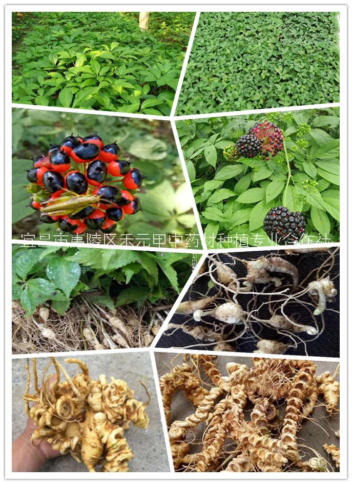 禾元甲竹節(jié)參種苗圖片