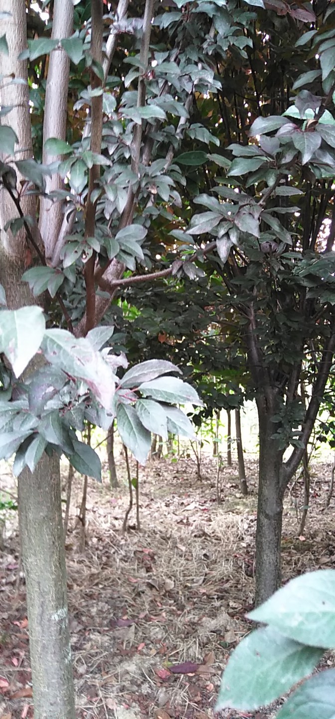 河南紫葉李苗基地圖片/河南紫葉李苗基地樣板圖 (1)