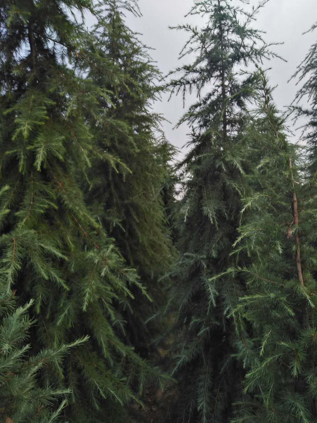 河南雪松苗報(bào)價(jià)-河南雪松苗批發(fā)-河南雪松苗種植園