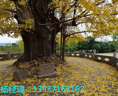 古樹(shù)木防雷檢測(cè) 防雷工程施工資質(zhì)圖片