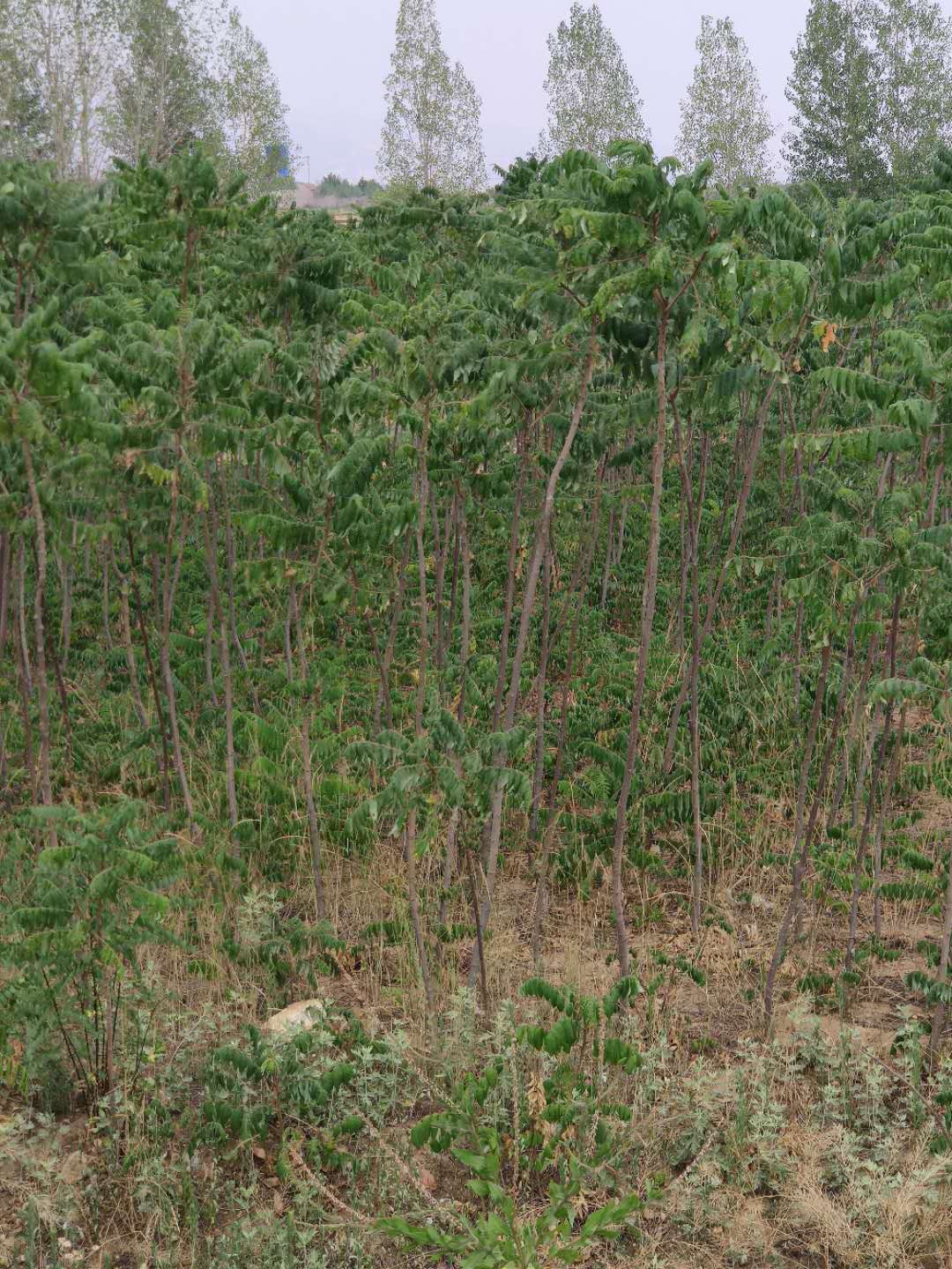 火炬圖片/火炬樣板圖 (1)