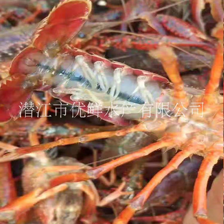 小龍蝦圖片/小龍蝦樣板圖 (3)