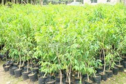 木荷苗圖片/木荷苗樣板圖 (2)