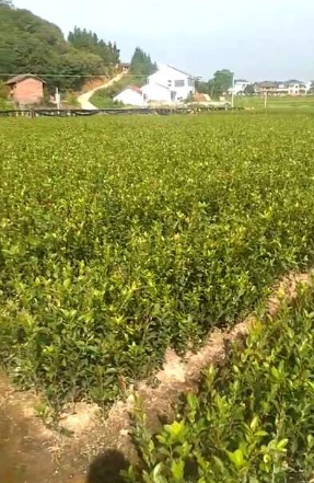 油茶苗圖片/油茶苗樣板圖 (1)