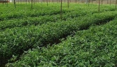 木荷苗圖片/木荷苗樣板圖 (3)