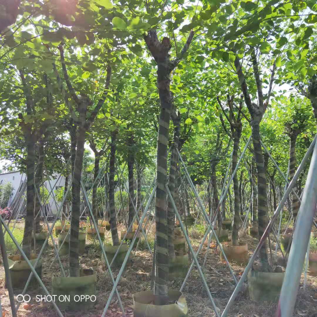 紫荊圖片/紫荊樣板圖 (2)